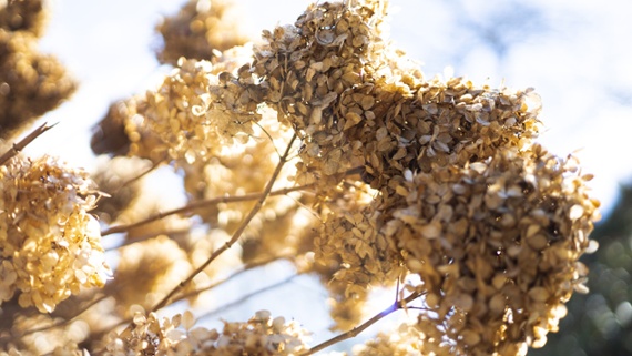 5 plants you should never deadhead – experts say it's more beneficial to leave these fading flowers alone