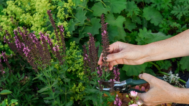 It's not too late to cut these perennials back for a flush of fall flowers – 6 popular plants to trim this month