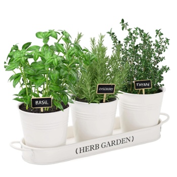 Indoor Herb Garden, Walmart