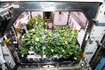 Martha Stewart helps NASA pick Deep Space Food Challenge winners
