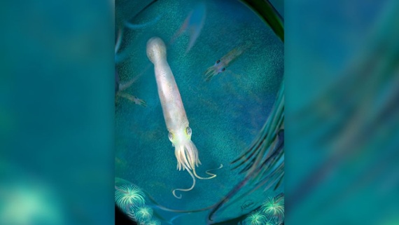 Ancient 10-armed octopus relative named for Joe Biden