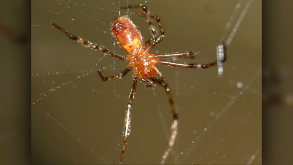 Spider colonies gang up on prey in group attacks