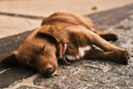 When dogs and cats nap, do they dream?