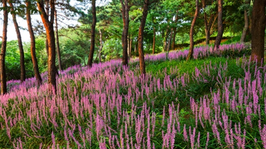 Best plants to stop weeds – 6 expert-approved evergreens and perennials to keep weeds out of your borders