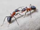 Robot modeled after ants can navigate without GPS