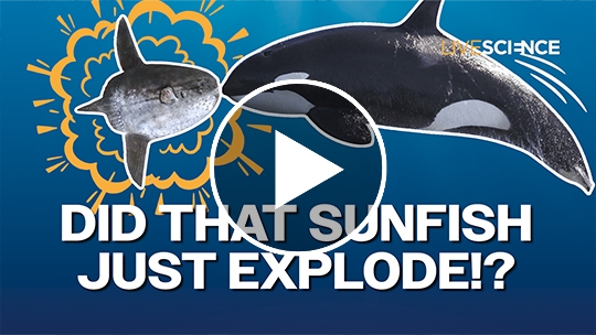 Did that sunfish just explode!?