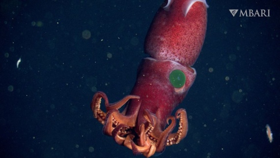 Weird-eyed strawberry squid spotted in 'twilight zone' off California's coast