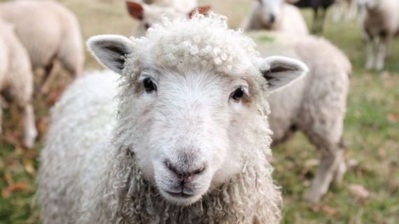 Can counting sheep really help you sleep?
