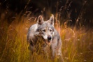 Colo. wolf reintroduction continues as some urge pause