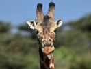 People in Kenya built a raft to save stranded giraffes