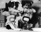 On This Day in Space! Feb. 22, 1966: Soviet space dogs launch on record-setting mission