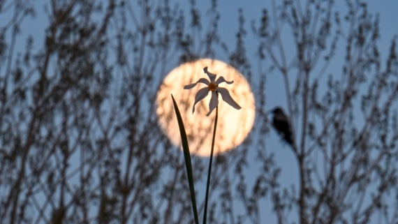 April full moon has us tickled pink in gorgeous photos