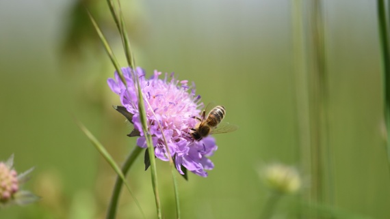 6 plants that will grow almost anywhere – even in nutrient-poor soil