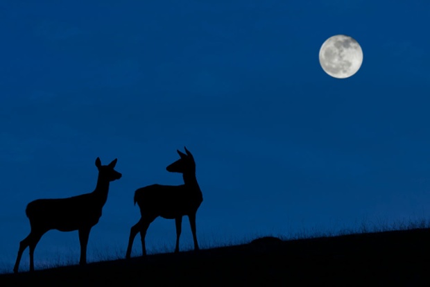 October's full Hunter's Moon of 2021 rises tonight