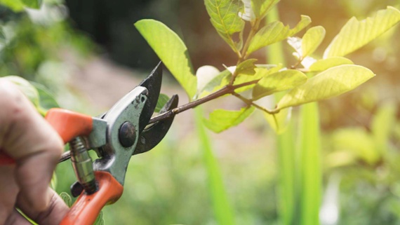 What not to prune in spring – 10 plants to keep the pruners away from until summer