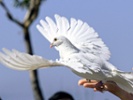 A new kind of New Year's resolution: Let it go