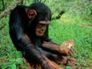 Chimpanzees enhance tool use through cultural exchanges