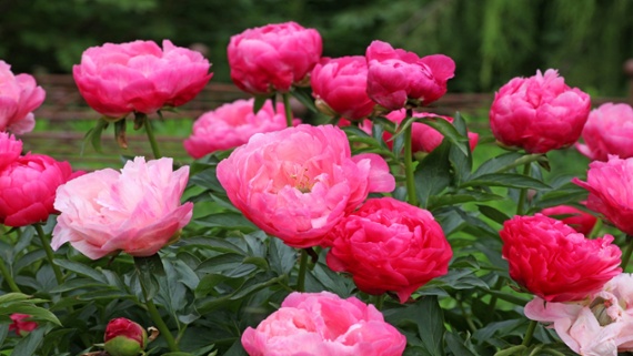 These peony pruning mistakes can ruin your plants – here's how to avoid them