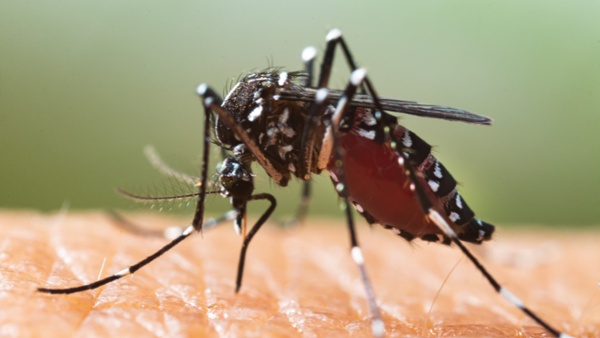 Americans face a higher risk of dengue this year, CDC warns