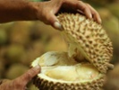 Indonesian grocery selling rare fruit for nearly $1K