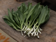 Freshly rinsed wild ramps with water droplets on a wooden background