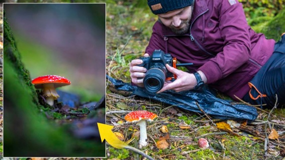 Here's how to photograph the magic of mushrooms this fall