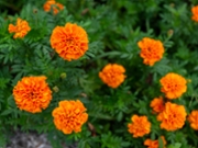 close up of marigold
