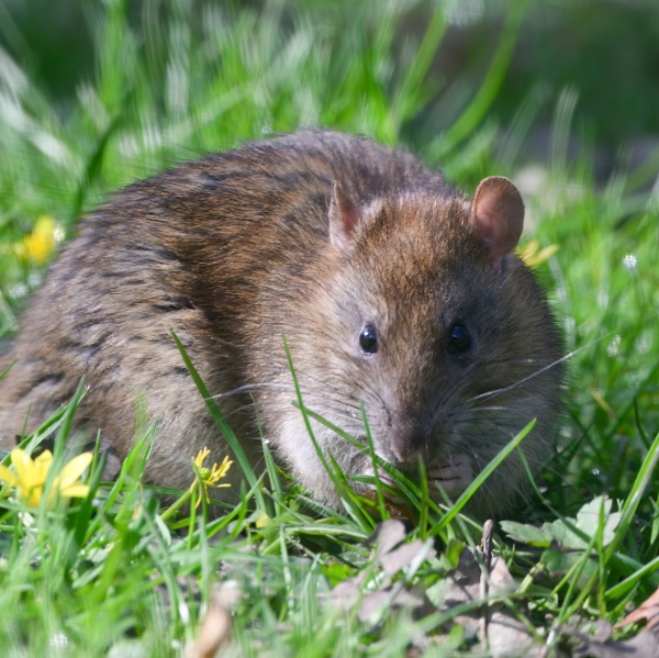 5 expert methods to keep rats away from your yard