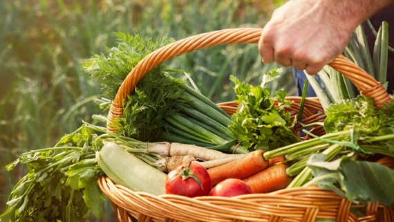 7 vegetables to plant in August – options for fast harvests and pickings in the colder months ahead