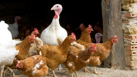 H5N1 bird flu strain strikes 1st person in US