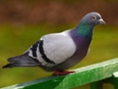 Pigeons solve problems like AI does, research finds