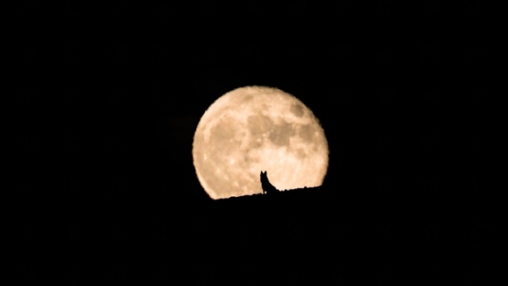 January full moon 2023: The 'Wolf Moon' joins Gemini