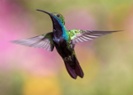After colon cancer, woman dedicates life -- and apartment -- to hummingbird rehab