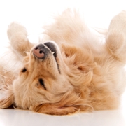 How Playing Dead Can Maximize Your Investment Returns (Seriously)
