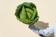 Human hand holding Fresh green Savoy Cabbage close up