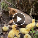 Puppy and ducklings take a nap in the woods