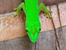 Hawaii animal hospital discovers accidental calls were made by gecko