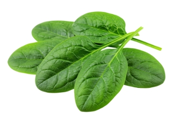 Isolated Fresh Spinach Leaves in a Vibrant Green Bunch