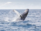 Whale surprises boaters in Newfoundland