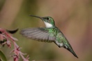 How do hummingbirds fly through narrow openings?