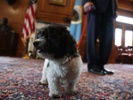 Pet-friendly offices are key to well-being, employees say