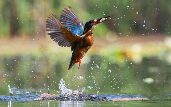 Visually-impaired photographer says "Capturing a Kingfisher was always on my bucket list"