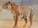 An extinct tiger may have just hidden for decades