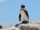 Satellites spot penguin poo to locate new colonies