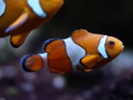 Clownfish attack based on number of stripes