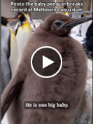 Pesto the penguin chick becomes global sensation