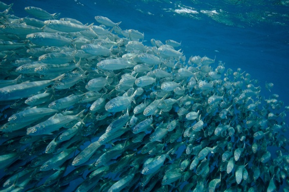 What a "committed sardine" can teach leaders