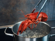 Cooking Fresh Lobster for Holidays
