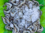 River prawns on ice, raw food
