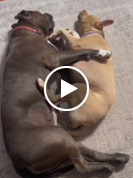 Dog learns to love new puppy in viral TikTok